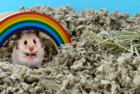 Carefresh Complete Hamster Bedding