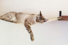 CatastrophiCreations Deluxe Cat Hammocks