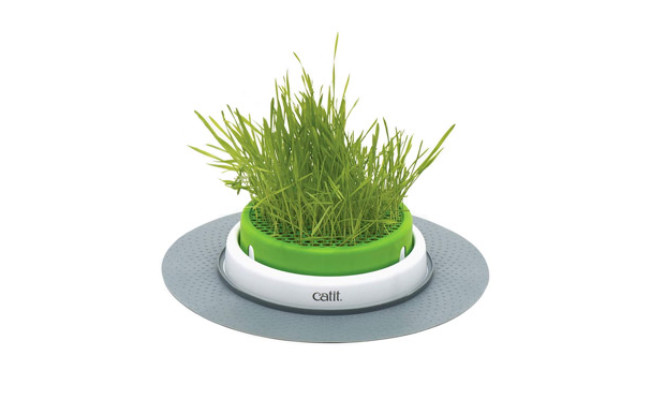 Catit Grass for Cats