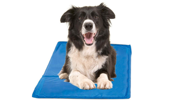 best cooling mat for dogs 2021