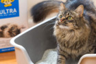 Dr. Elsey's Ultra Premium Clumping Cat Litter