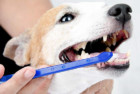 Duke’s Pet Products Dog Toothbrush