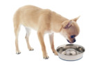 Durapet Slow Feed Premium Dog Bowl