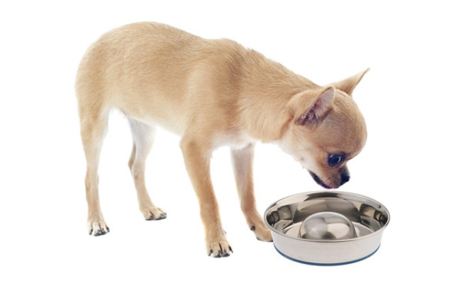 Durapet Slow Feed Premium Dog Bowl