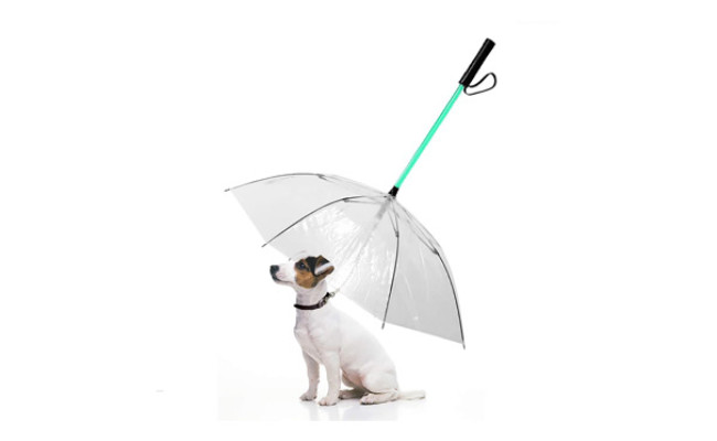 Enjoying Pet Umbrella