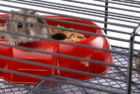 Ferplast Hamster Cage