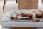 Furhaven Orthopedic Dog Bed