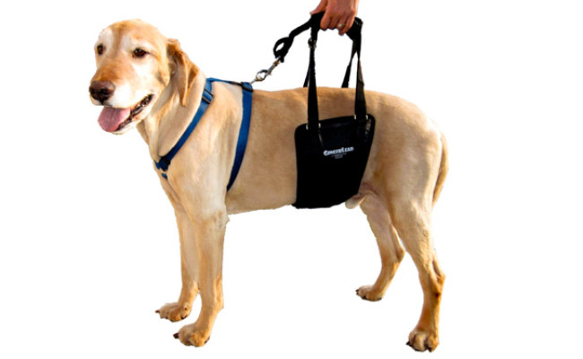 dog lift harness