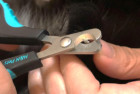 H&H Pets Cat Nail Clippers