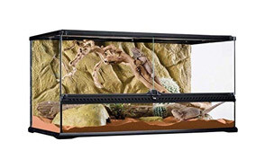 Bearded Dragon Enclosure Size