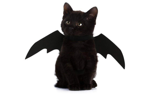 Halloween Pet Bat Wings