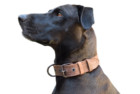 Hide & Drink Rustic Leather Dog Collar