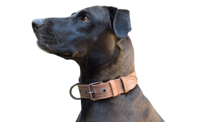 Hide & Drink Rustic Leather Dog Collar