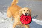 Hyper Pet Dog Frisbee Toy