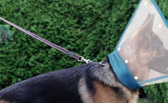 IN HAND Adjustable Recovery Dog Cone