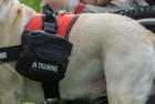 Industrial Puppy Service Dog Harness