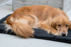 K9 Ballistics Indestructible Dog Bed