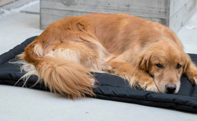 K9 Ballistics Indestructible Dog Bed