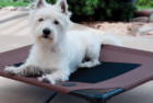 K&H Pet Products Indestructible Dog Bed