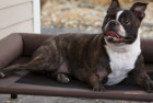 K&H Pet Products Raised Dog Bed