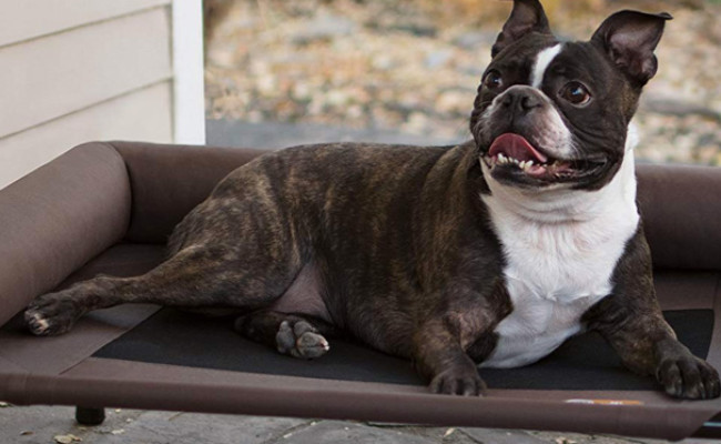 K&H Pet Products Raised Dog Bed