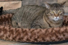 K&H Pet Products Thermo-Kitty Splash Heated Cat Bed