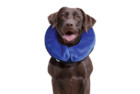 KONG Cloud E-Collar for Dogs