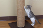 Kitty City Premium Woven Scratching Post