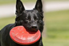 Kong Frisbee for Dogs