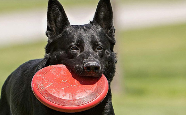 dog proof frisbee