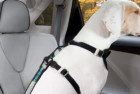 Kurgo Seatbelt Tether for Dogs