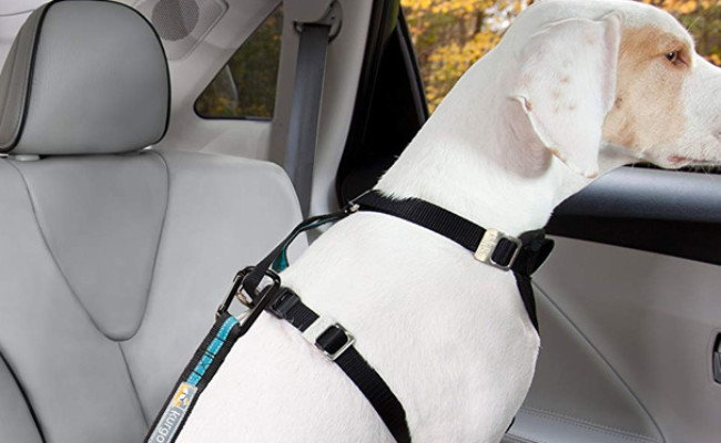 Kurgo Seatbelt Tether for Dogs