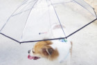 LESYPET Pet Umbrella with Leash