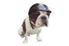 Lifeunion Doggie Motorcycle Helmet