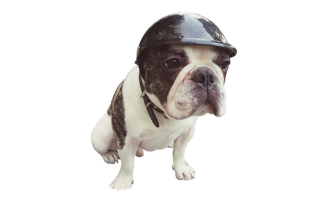 Lifeunion Doggie Motorcycle Helmet