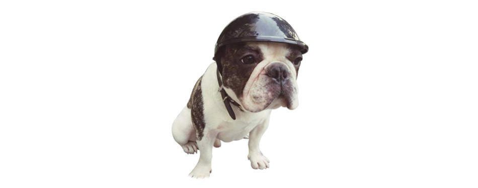 The Best Dog Motorcycle Helmets in 2022 | My Pet Needs That