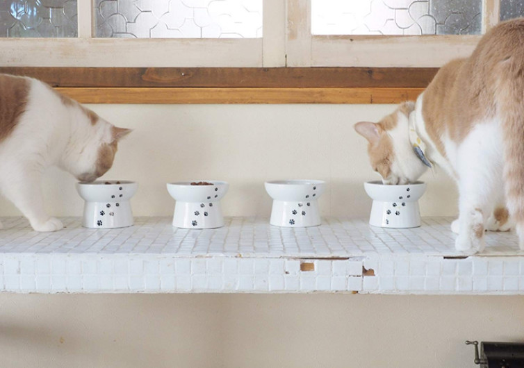 Necoichi Raised Cat Food Bowl