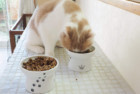 Necoichi Raised Cat Food Bowl