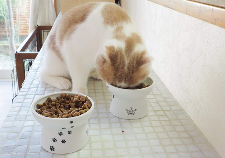 Necoichi Raised Cat Food Bowl