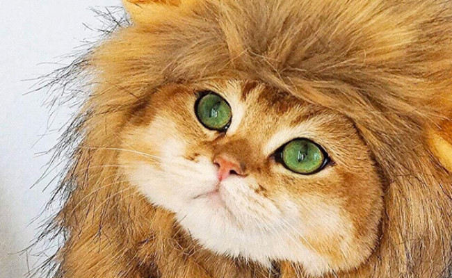 OMG Adorables Lion Mane Costume for Cat