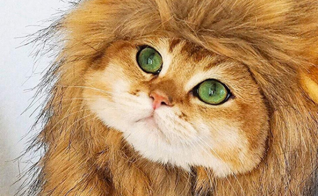 OMG Adorables Lion Mane Costume for Cat