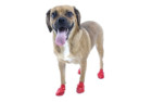 PAWZ Water-Proof Dog Boots