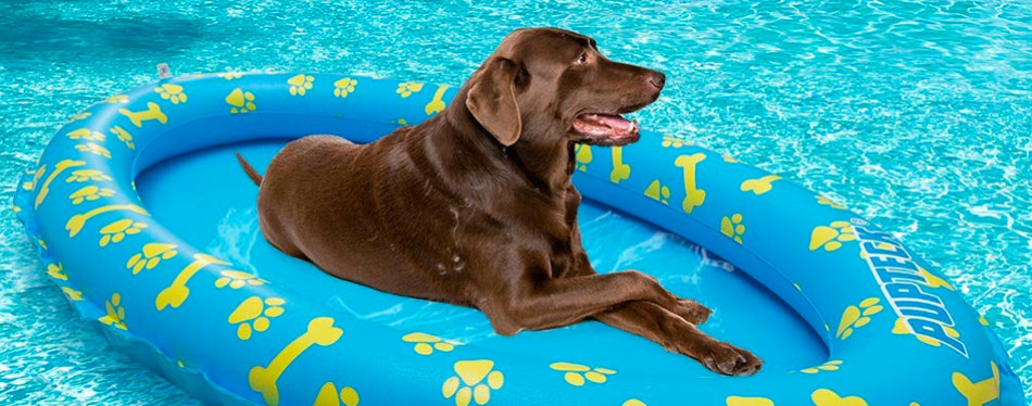 dog swim float