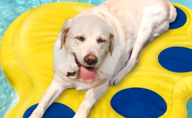 Paws Aboard Resistant Vinyl Dog Float