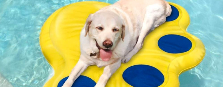 dog float tube