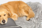 PetFusion Premium Dog Blanket