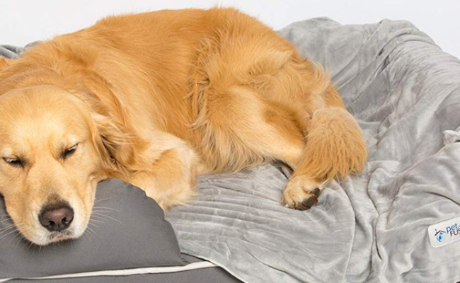 petfusion blanket