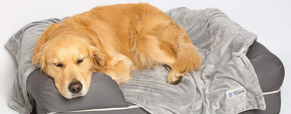 petfusion blanket