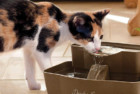 PetSafe Automatic Drinking Fountain for Cats