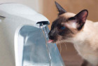 PetSafe Drinkwell Cat Water Fountain